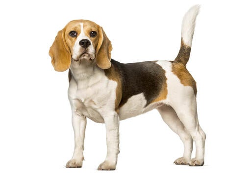 Beagle description clearance